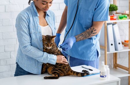 Unrecognizable veterinarian with tabby cat and pet owner in animal clinic, performing checkup
