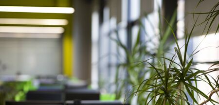 Indoor tree plants. Evergreen tree or bush over blurred background in office, copy spaceの写真素材