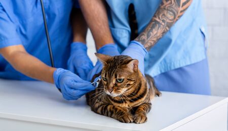 Closeup view of two veterinarian doctors with stethoscope checking tabby cat's heart rate in clinic. Panoramaの写真素材