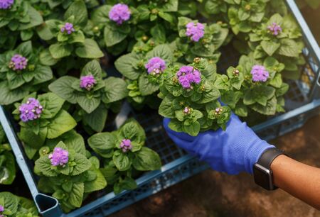 Spring planting. Hand of   woman in glove and smart watch pulls out pot of flower from box, close upの写真素材