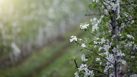 Apple garden in spring. Flowers on tree, close up, sun flare, on track and grass background, panorama, free spaceの写真素材