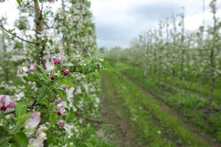 Flowering on modern farm. Pink buds and white-pink flowers on apple tree branches, close up, road with grass nearの写真素材