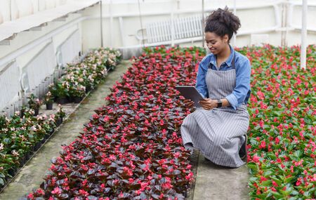 Work on farm and in flower garden. Happy african american girl in apron controls work of greenhouse and look at plantations, free spaceの写真素材