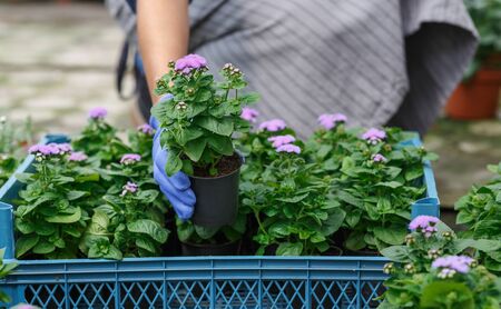 Planted plants from the greenhouse. African american woman in apron takes out of the box pot of purple flowers, croppedの写真素材