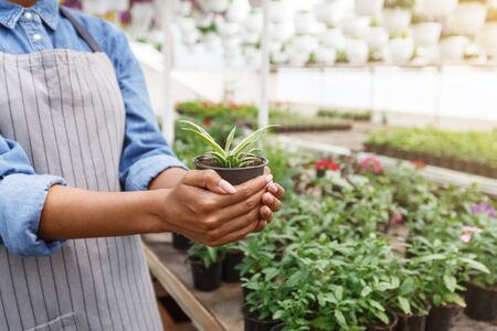 Gardener and greenhouse management. African american girl with plant in pot in her hands in interior of orangery with many flowersの写真素材