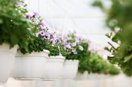 Cultivation of plants for garden in greenhouse. Violet campanulas in white pots in daylight, selective focus, free spaceの写真素材