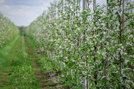 Walk in flowering garden. Rows of trees with flowers and green grass, and blue skyの写真素材