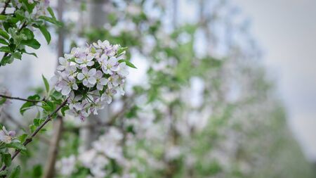 Spring inflorescences in garden. Apple tree branch with white flowers on blurred background,...