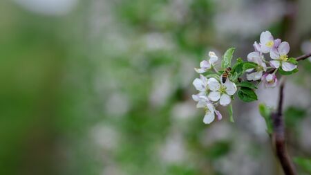 Growing apple trees in the garden. Branch with white flowers and bee, on blurred farm background,...