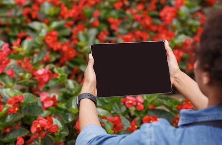 Agribusiness management. African american girl with smart watch on hand holds tablet and takes photo of red flowers or controls functions of greenhouse, close up, empty screenの写真素材