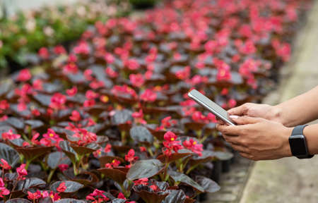 Flower business and growing plants in greenhouse. Hands of african american girl holding smartphone...