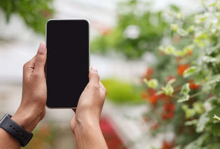 Photo for business. Hands of african american girl with smartwatch holding smartphone with blank screen, on blurred red flowers and plants background, close up, free spaceの写真素材