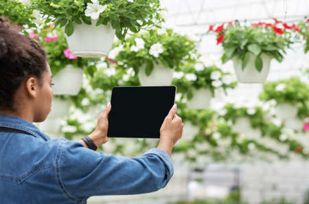 Blog for work. African american girl holding tablet with empty screen, making photo of flowers in pots hanging from the ceiling in interior of orangery, croppedの写真素材