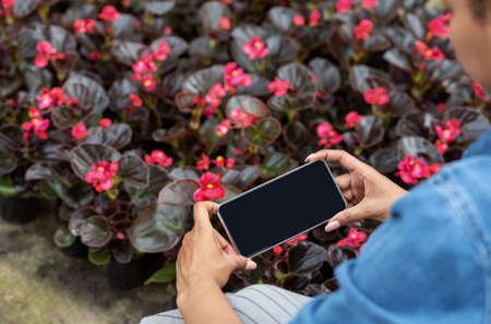 Growing flowers in greenhouse. African american girl gardener on plantation of red flowers in pots, makes photo on phone with blank screen, croppedの写真素材