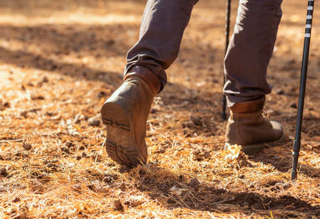 Close up of male legs walking by forest, using walking sticks, free space