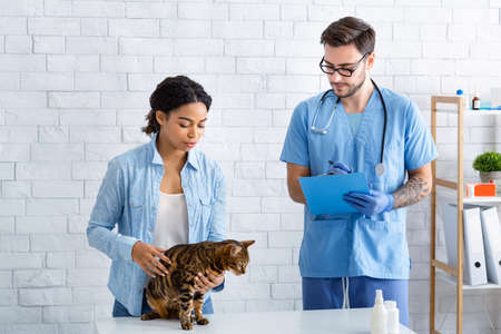 Black girl with cute tabby cat on visit to vet doctor at animal hospital