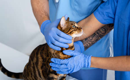 Unrecognizable veterinarian team helping cute tabby cat at animal clinic, close up. Panorama