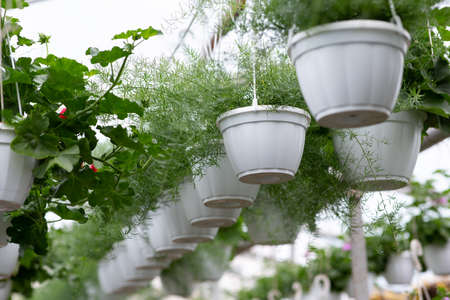 Modern botanic business during  lockdown, work in greenhouseの写真素材