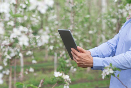 Gardener using technology for quality control of blooming fruit tree in orchard, modern device, internet and agriculturaの写真素材