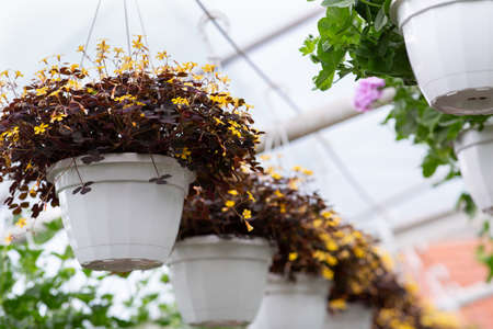 Greenhouse plants, modern business, blooming in spring, botanical exhibition, farm and gardenの写真素材