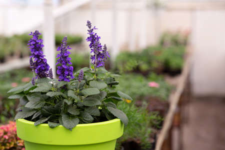Greenhouse in city and blooming season in spring, growing plants for sale, nature and businessの写真素材