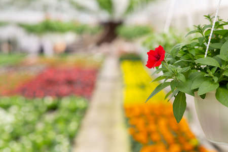 Modern greenhouse, gardeners work and plant care