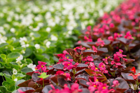 Many plants for sale, spring bloom and flower cultivationの写真素材