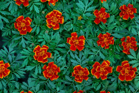 Gardening, small business and work with plants, flowers for sale