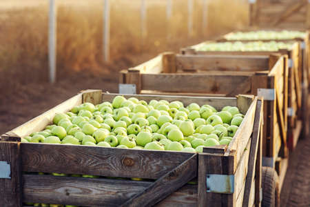 Rustic style, eco farm, large harvest of organic fruits. Trade, industry and businessの写真素材