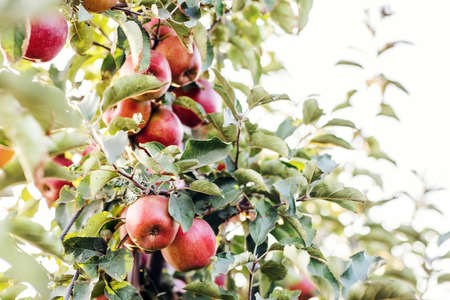 Growing organic fruits on farm, industrial, eco business and agriculture