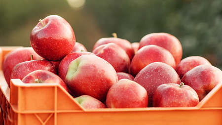 Harvest in garden and smart farming. Agriculture business conceptの写真素材