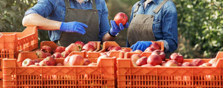 Harvest year, crop successful organic farm business