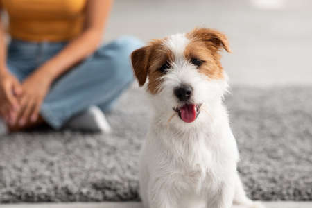 Adorable small dog jack russel terrier looking at cameraの写真素材