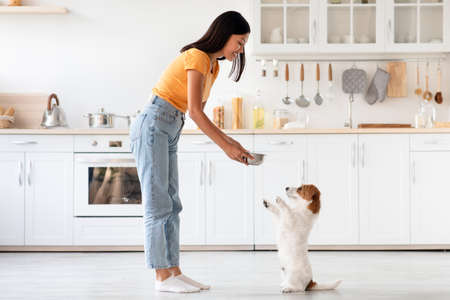 Cute dog waiting for food, asian woman feeding petの写真素材
