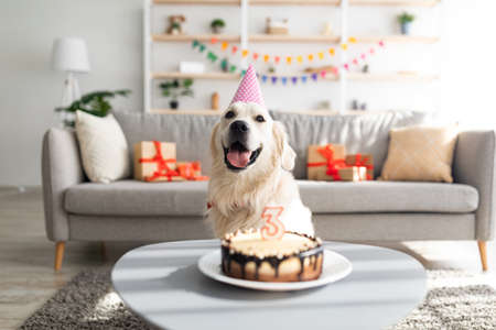 Golden retriever in festive hat having birthday, sitting in front of b-day cake with candle, celebrating holiday at homeの写真素材
