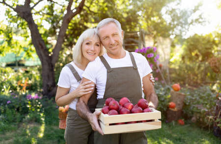 Happy senior couple holding wooden box full of apples in orchard in autumn, embracing and smiling to...