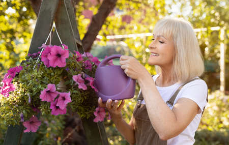 Hobbies at retirement. Happy senior woman watering petunia flowers in pots, gardening in her own garden and smilingの写真素材