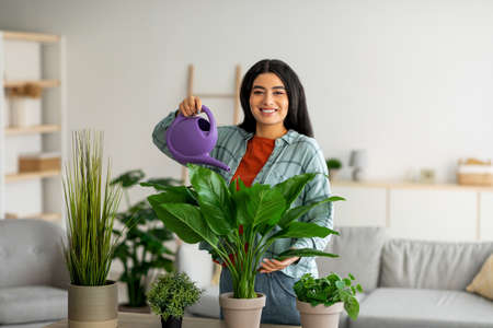 Happy young Arab woman watering houseplants in living room. Gardening, domestic environmentの写真素材