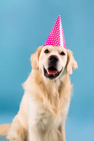 Portrait of cute healthy dog posing in party hatの写真素材