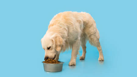 Portrait of cute healthy dog eating at blue studio wallの写真素材