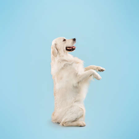 Side view of golden retriever standing on hind legs and listening owners commands, looking at copy spaceの写真素材