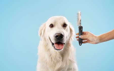 Calm labrador dog on grooming procedure, woman holding comb with wool, golden retriever sitting over blue backgroundの写真素材