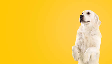 Dog training concept. Cute golden retriever standing on hind legs and looking away, yellow background, copy spaceの写真素材