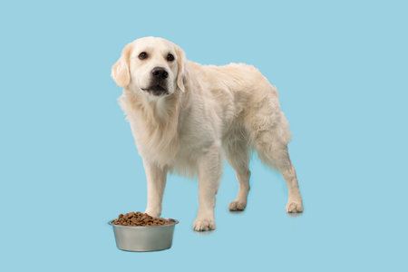 Portrait of labrador dog eating dry food from bowl standing over blue studio background wall, copy...