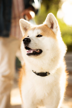 Cute fluffy happy akita dog with man owner in casual enjoys walk with animal in park, outdoor, close...