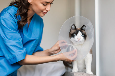 Veterinarian Woman Putting Medical Collar On Domestic Cat At Hospitalの写真素材