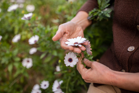 Cropped Shot Of Senior Lady Picking Daisy Flowers Outdoorの写真素材