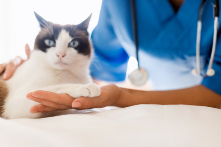 Closeup Of Cat Giving Paw To Veterinarian At Animal Clinicの写真素材
