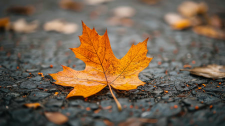 Autumn Maple Leaf on Wet Pavement in a City Parkの素材