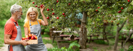 Happy Senior Spouses Picking Ripe Apples From Tree In Orchardの写真素材